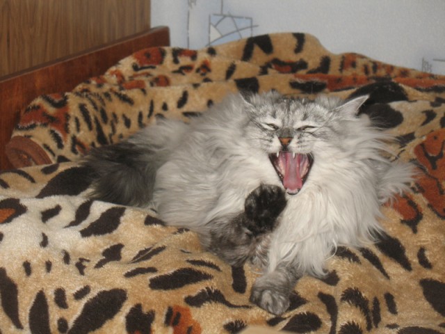 Котовторник 31.03.2015