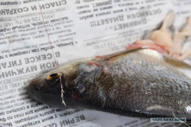 Мои игрушки (Пневматическое оружие)