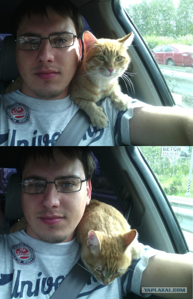 Котовторник