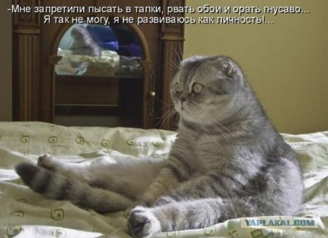 Интересные факты о кошках