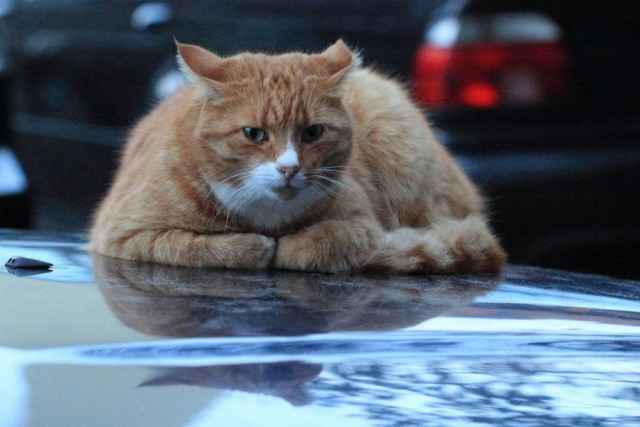 Котовторник наступил!:)