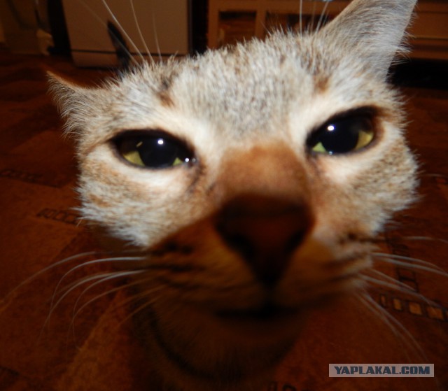 Пост невероятной кошачьей красоты. 25 фот.