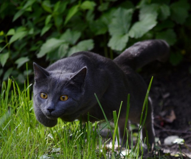 Просто картинки