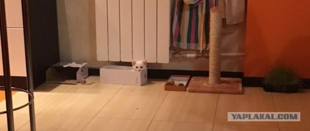 КотоВторник 26.04.2016
