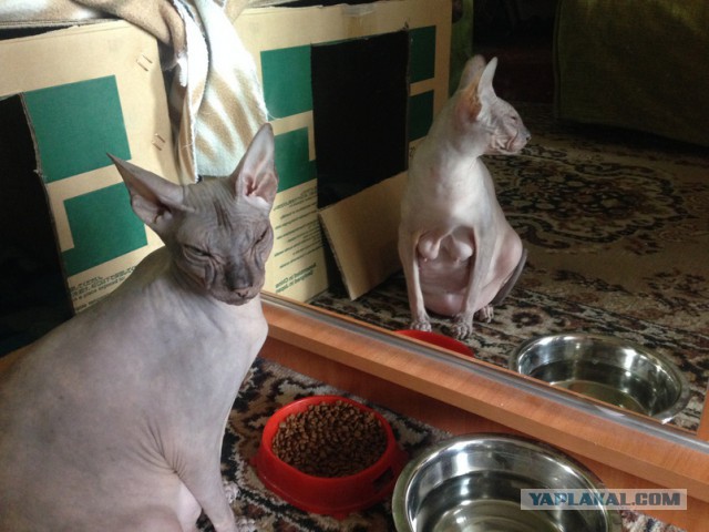 Котовторник  10.05.2016