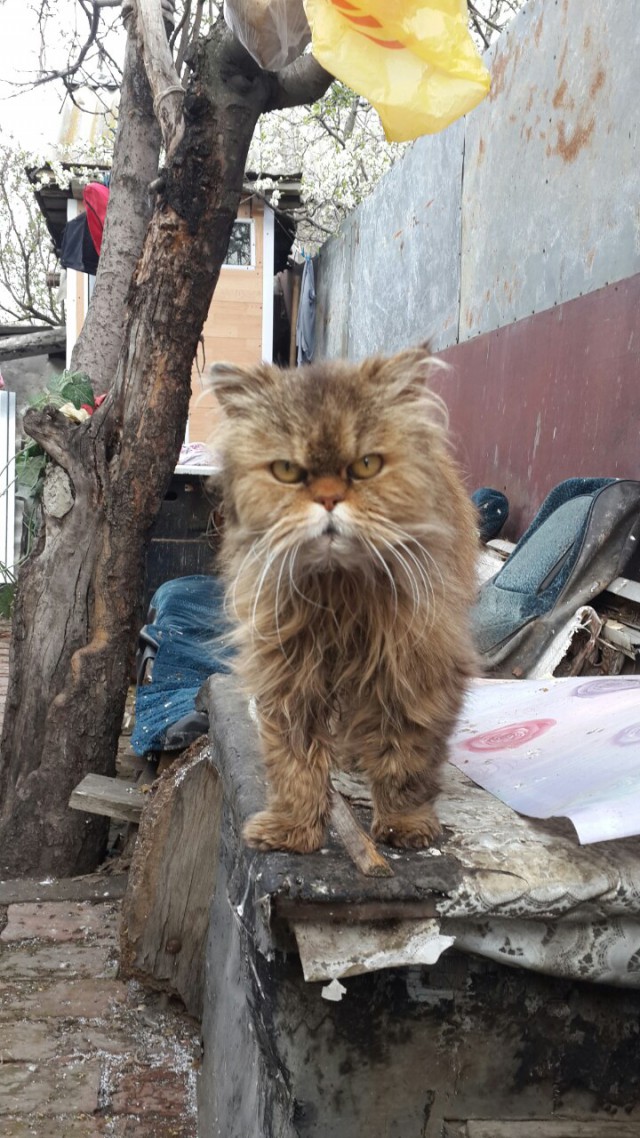 Котовторник  31.01.2017