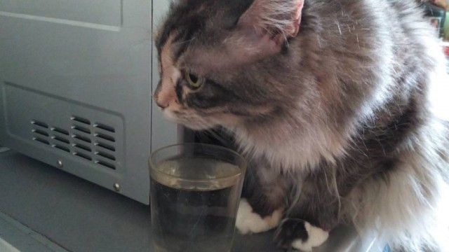 Мой кот. Это нормально?