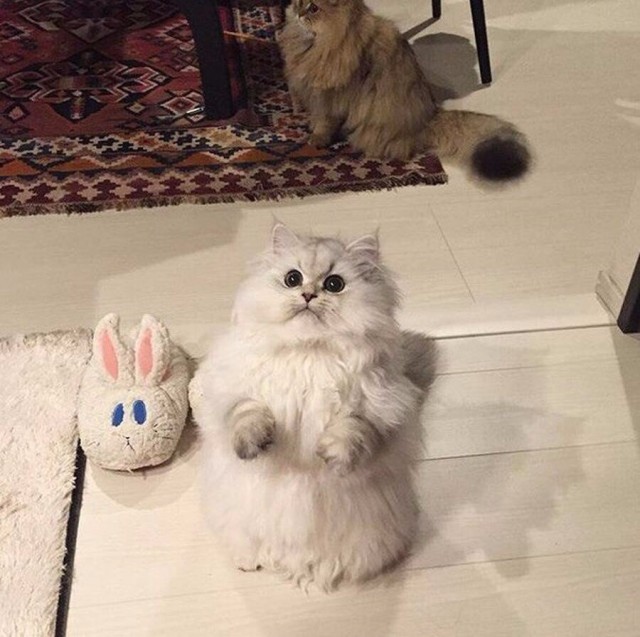 Коты и Кошки