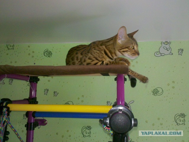 Котовторник 1.08.17