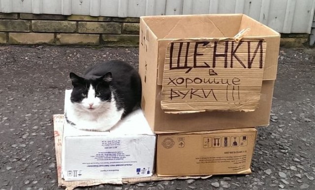 Коты и Кошки