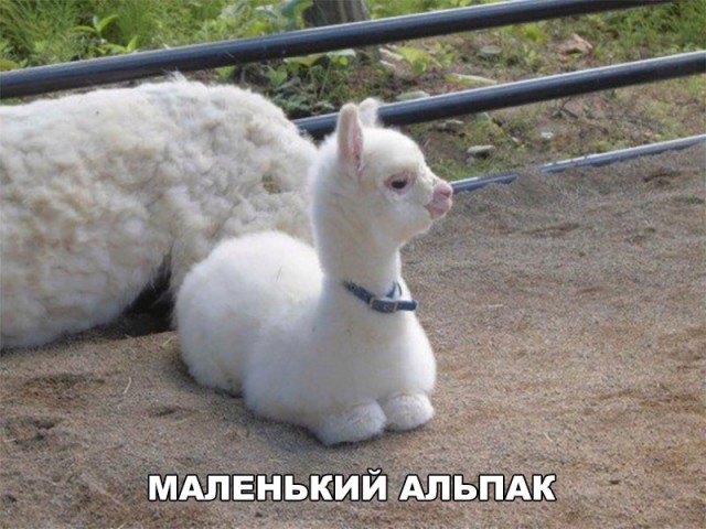 Живность из сети