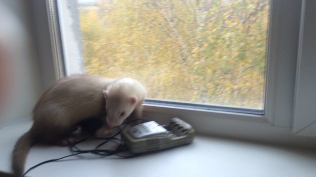 Котята моей кошки (коротенькое видео).