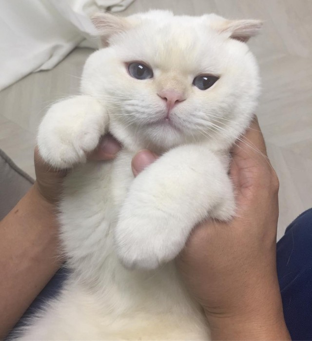 Коты и Кошки