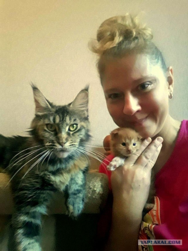 Джокер и его семья