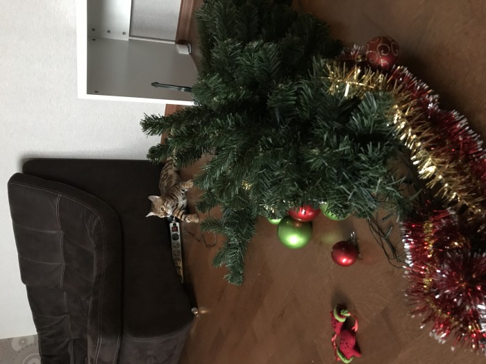 Котовторник!