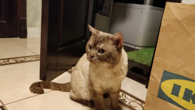 Котовторник  13.02.2018