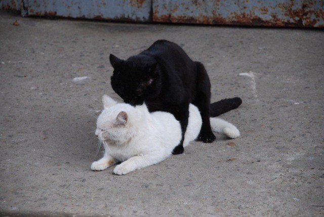 Прикольных котов пост