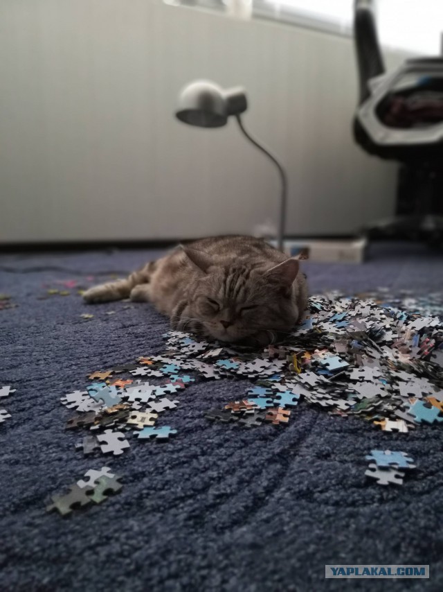Кот без прикрас
