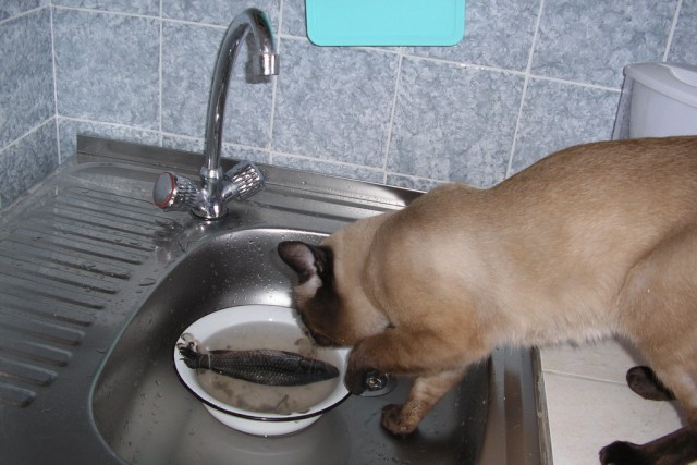 Котовторник на ЯПлакалъ (27.05.08), прикольные коты, добавляем свои!