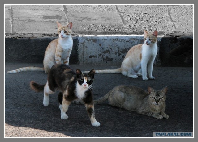 Котовторник на ЯПлакалъ (10.06.08), прикольные коты, добавляем свои!
