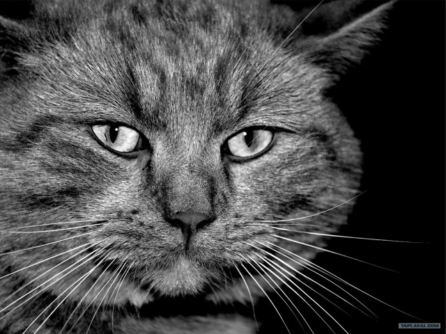 Котовторник на ЯПлакалъ