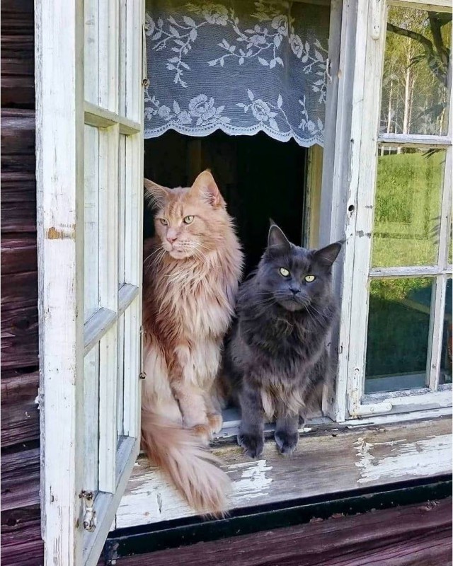 Немного милоты