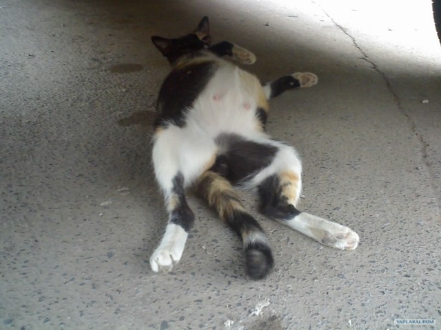 Котовторник