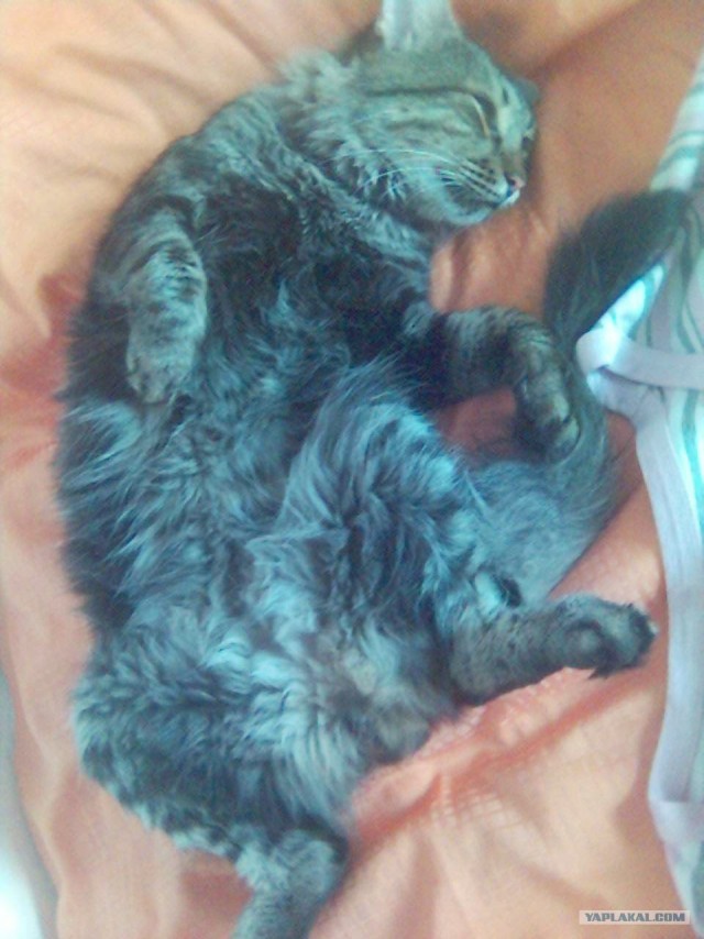Котовторник на 1-е июня