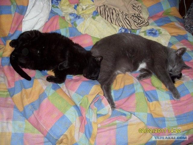 It's Catursday Fever! (Котовторник)