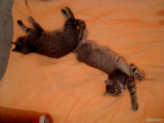 Котовторник! 08.11.11