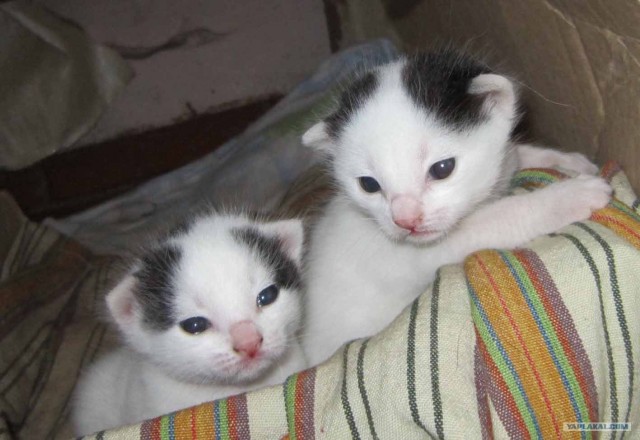 Котовторник 13.12.11 - магическе числа