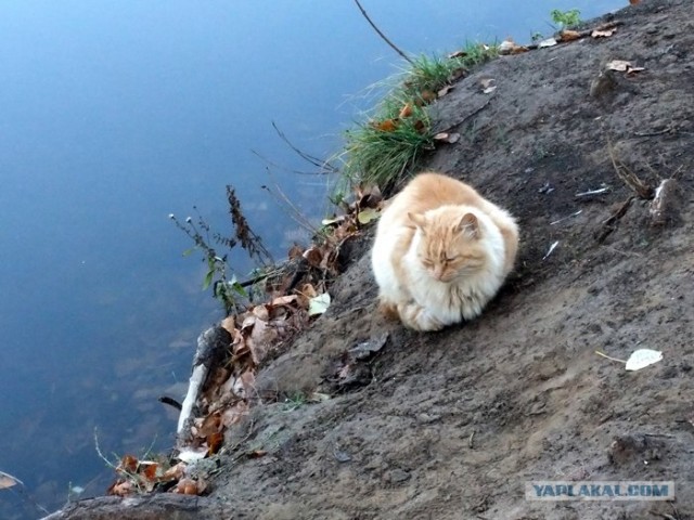 Котовторник 27.12.11