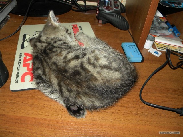 Котовторник (31.01.2012)