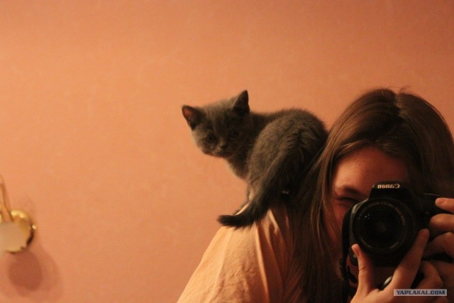 Котовторник! 13.03.2012