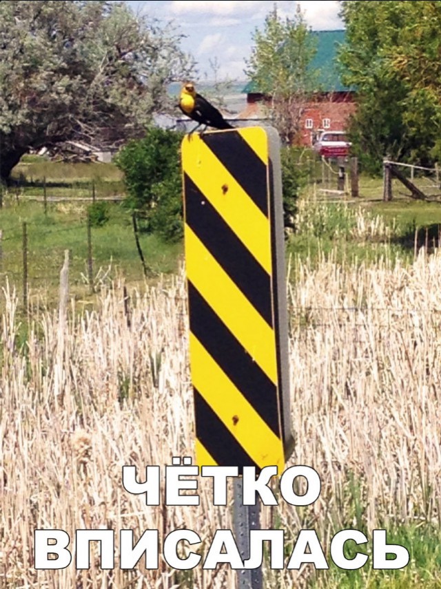 Нестандартный юмор