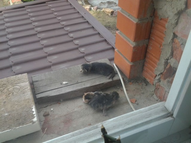 Котовторник 17.04.2012