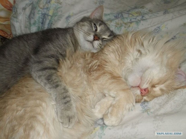 Котовторник  12. 06. 2012
