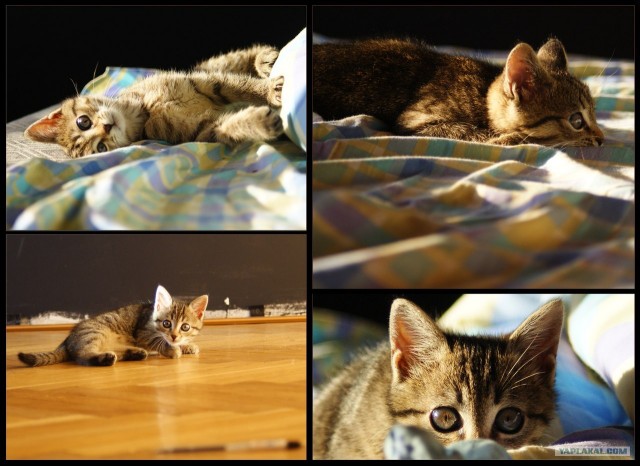 Котовторник на 26.06.12