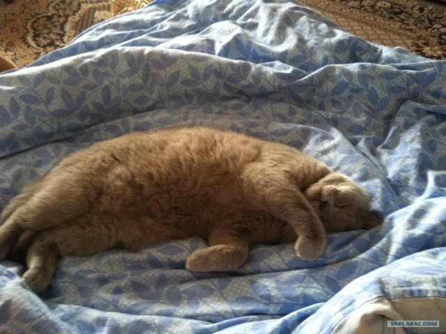 Котовторник 10. 07. 2012