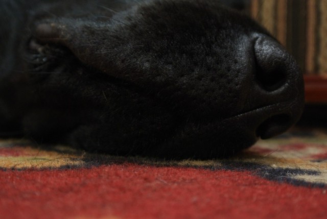 Собакочетверг