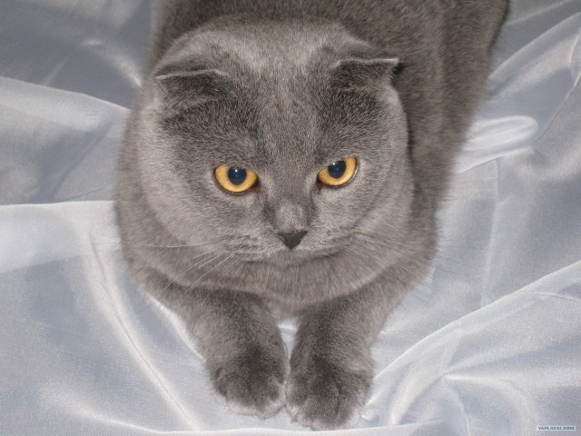 Котовторник 11.09.2012