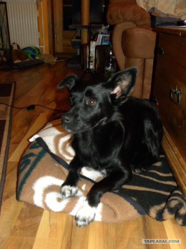 Из России в Германию