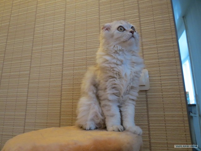 Котовторник 12.02.13