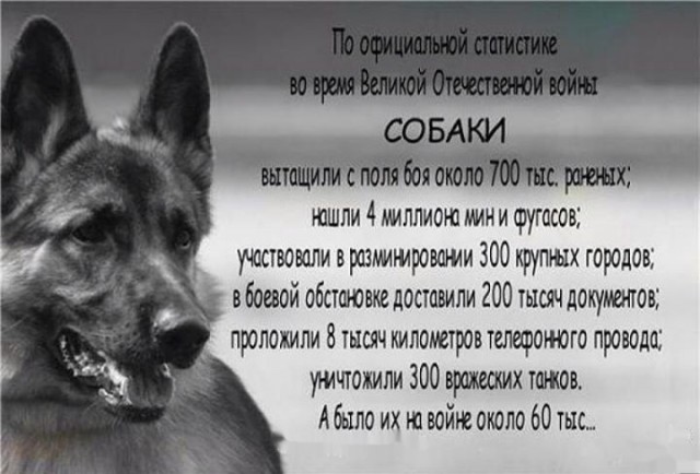 Самые странные способы обезвредить танк — танк! — в истории войн