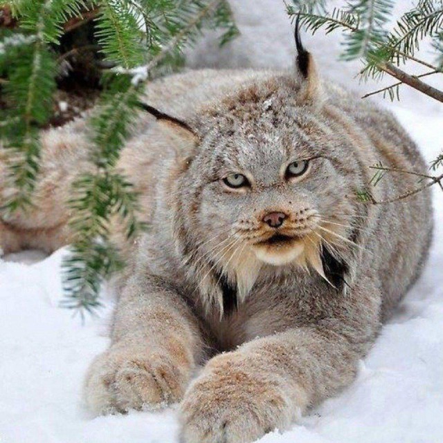 Дикий котовторник