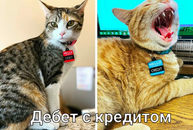 Фотографии, которыми коты могут гордиться