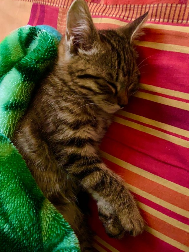 Забавные фото котеек