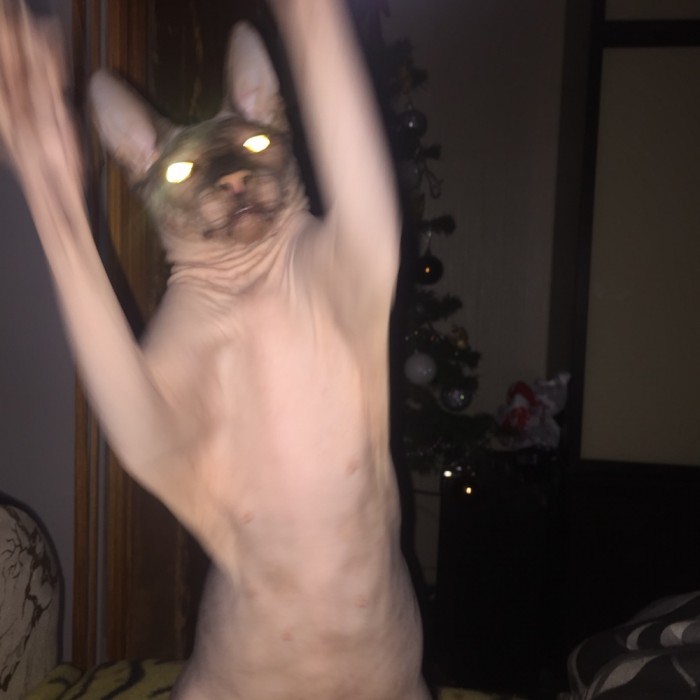 Котовторник *новогодний* 31/12/2019
