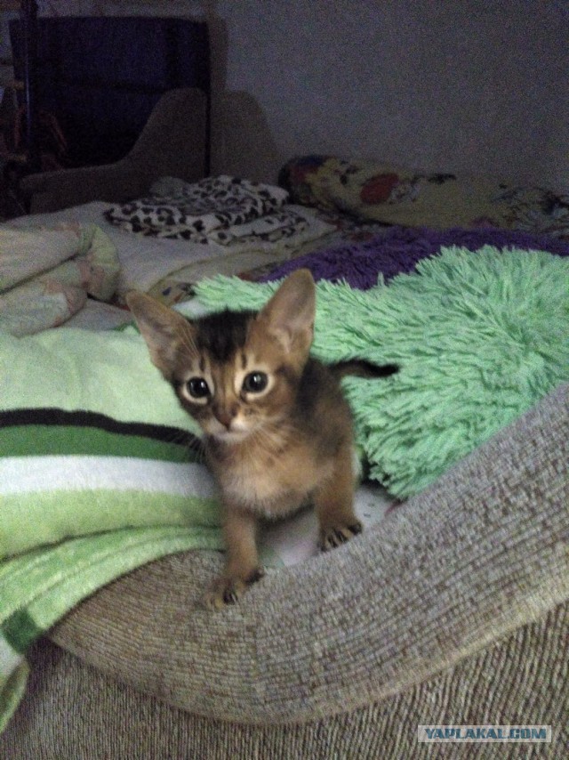 Котопост