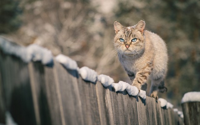 Задорные заборные котэ